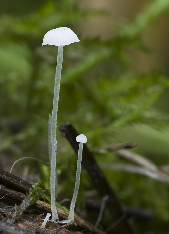 Hemimycena mauretanica var. microcephala